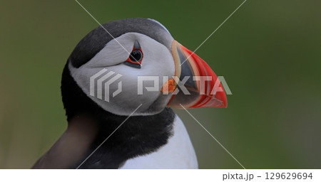 Atlantic puffin (Fratercula arctica), on the rock on the island of Runde (Norway). Atlantic puffin (Fratercula arctica), on the rock on the island of Runde (Norway). 129629694