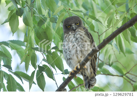 アオバズク 129629781