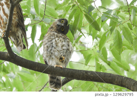 アオバズク 129629795