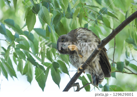 アオバズク 129629801