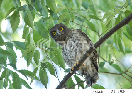 アオバズク アオバズク 129629802