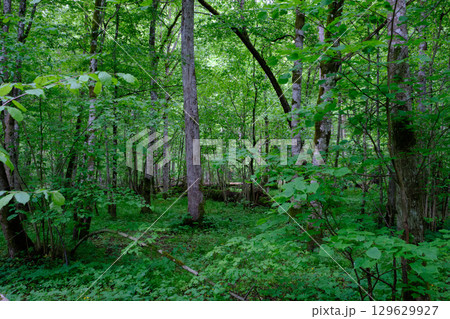 Late springtime deciduous forest with fresh green rich trees around Late springtime deciduous forest with fresh green rich trees around 129629927