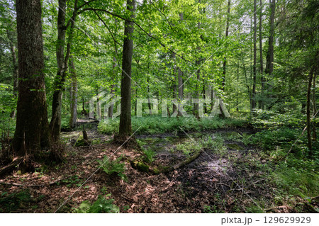 Late springtime deciduous forest by Perebel River 129629929