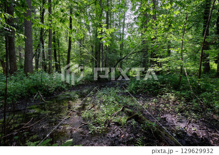 Late springtime deciduous forest by Perebel River Late springtime deciduous forest by Perebel River 129629932