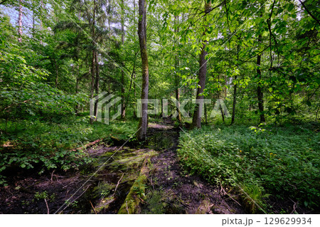 Late springtime deciduous forest by Perebel River Late springtime deciduous forest by Perebel River 129629934