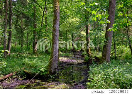 Late springtime deciduous forest by Perebel River Late springtime deciduous forest by Perebel River 129629935