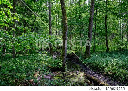 Late springtime deciduous forest by Perebel River Late springtime deciduous forest by Perebel River 129629936