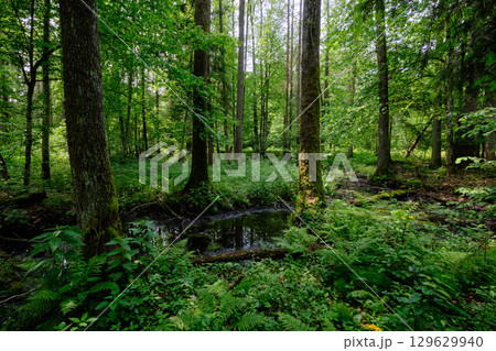 Late springtime deciduous forest by Perebel River Late springtime deciduous forest by Perebel River 129629940