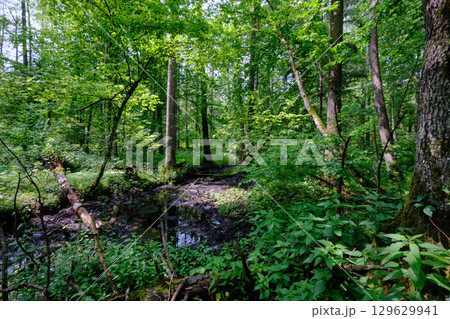 Late springtime deciduous forest by Perebel River Late springtime deciduous forest by Perebel River 129629941