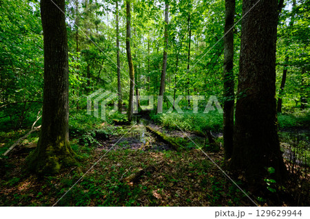 Late springtime deciduous forest by Perebel River Late springtime deciduous forest by Perebel River 129629944