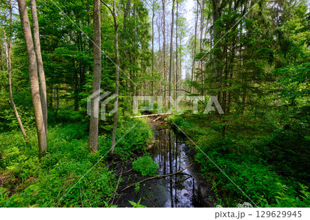 Late springtime deciduous forest by Perebel River Late springtime deciduous forest by Perebel River 129629945