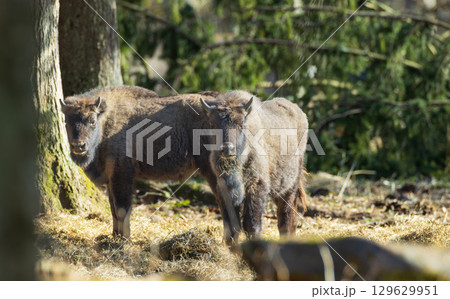 Two European Cison(Bison bonasus) calves in sunlight 129629951