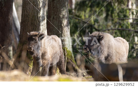 Two European Cison(Bison bonasus) calves in sunlight 129629952