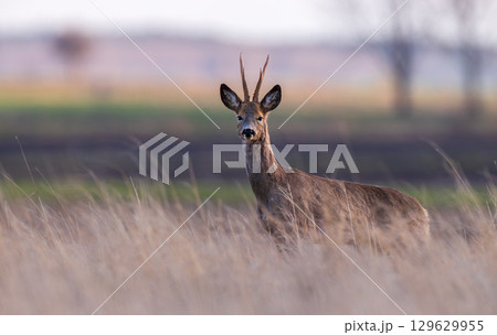 Roe Deer(Capreolus capreolus) male in sunset light 129629955