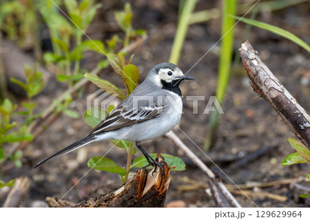 White wagtail (Motacilla alba) in summer White wagtail (Motacilla alba) in summer 129629964
