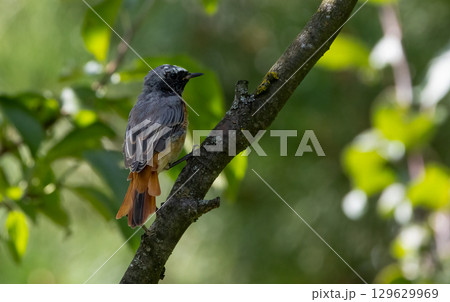 Common Redstart (Phoenicurus phoenicurus) on branch 129629969
