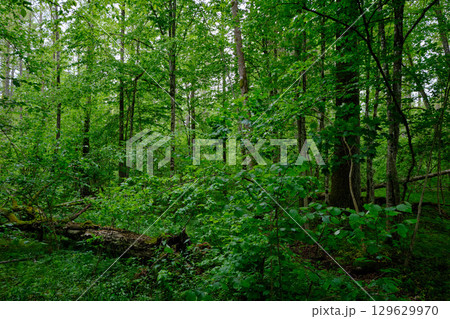 Late springtime deciduous forest with fresh green rich trees around Late springtime deciduous forest with fresh green rich trees around 129629970