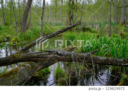 Late springtime deciduous forest with fresh green rich trees around Late springtime deciduous forest with fresh green rich trees around 129629972