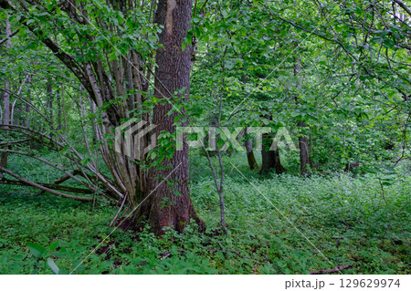 Late springtime deciduous forest with fresh green rich trees around Late springtime deciduous forest with fresh green rich trees around 129629974