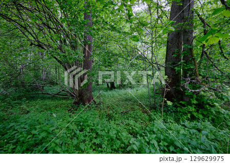 Late springtime deciduous forest with fresh green rich trees around Late springtime deciduous forest with fresh green rich trees around 129629975