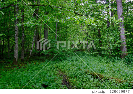 Late springtime deciduous forest with fresh green rich trees around 129629977