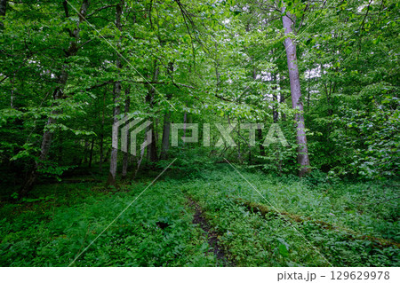Late springtime deciduous forest with fresh green rich trees around 129629978
