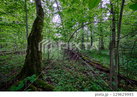 Late springtime deciduous forest with fresh green rich trees around Late springtime deciduous forest with fresh green rich trees around 129629993