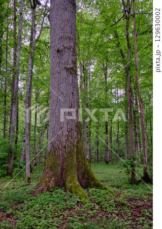 Late springtime deciduous forest with fresh green rich trees around Late springtime deciduous forest with fresh green rich trees around 129630002