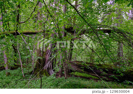 Late springtime deciduous forest with fresh green rich trees around 129630004
