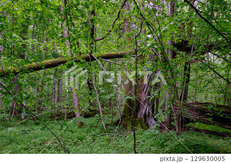 Late springtime deciduous forest with fresh green rich trees around 129630005