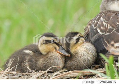 カルガモの雛 129630013