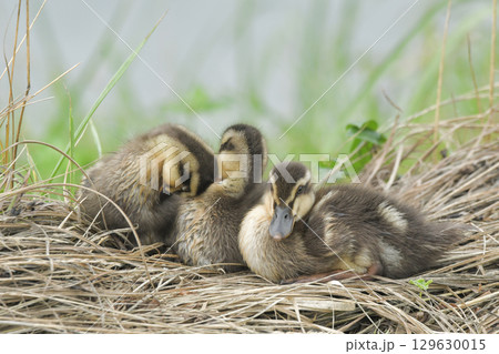 カルガモの雛 カルガモの雛 129630015