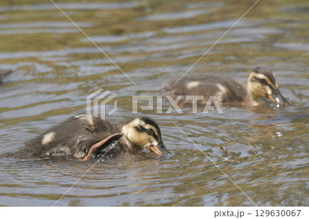 カルガモの雛 129630067