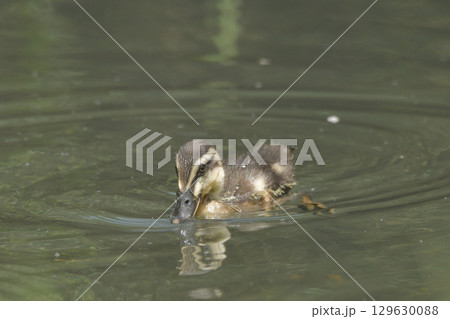 カルガモの雛 129630088