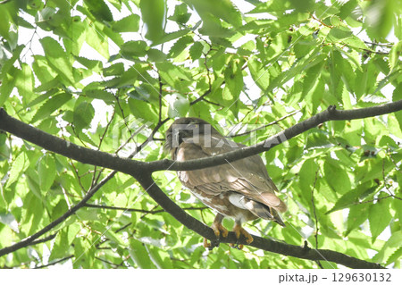 アオバズク アオバズク 129630132