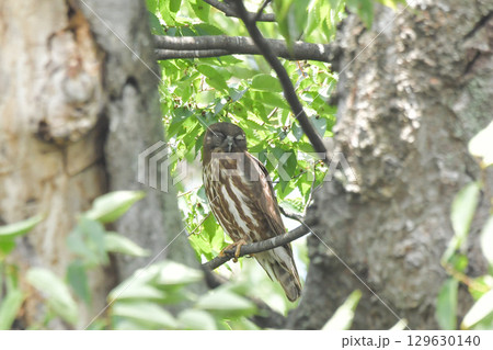 アオバズク 129630140