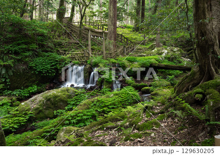 新緑の瓜破の滝(福井県三方上中郡若狭町) 新緑の瓜破の滝(福井県三方上中郡若狭町) 129630205