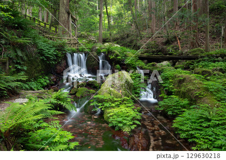 新緑の瓜破の滝(福井県三方上中郡若狭町) 新緑の瓜破の滝(福井県三方上中郡若狭町) 129630218