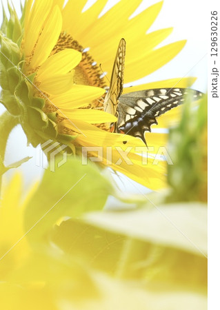 大きなひまわりと美しい蝶　ふんわり風景 129630226