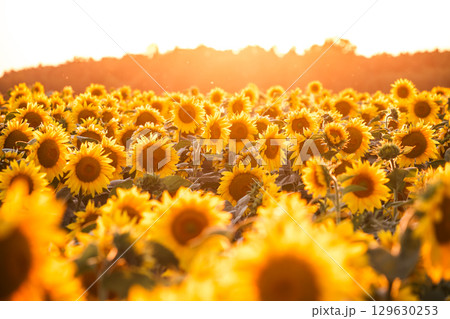 Breathtaking view of vivid yellow sunflowers in the evening. 129630253