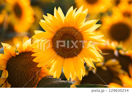 Bright yellow sunflower close-up in the rays of the sun. 129630254