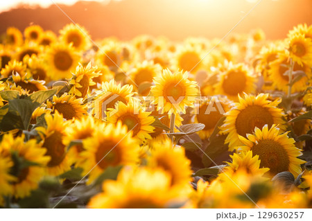 A fascinating view of yellow sunflowers in the rays of the sun. 129630257
