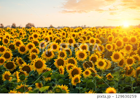 Breathtaking view of vivid yellow sunflowers in the evening. 129630259