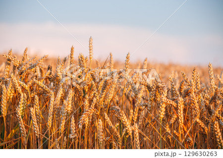 Gorgeous ripe ears of wheat in a field in the evening. Gorgeous ripe ears of wheat in a field in the evening. 129630263