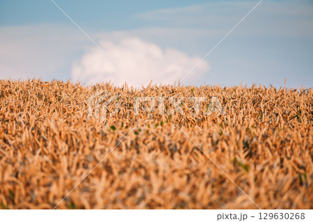 Gorgeous ripe ears of wheat in a field in the evening. Gorgeous ripe ears of wheat in a field in the evening. 129630268