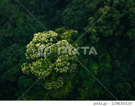 Aerial view of beautiful tropical forest mountain landscape in spring 129630320