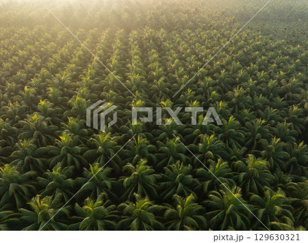 Aerial view of coconut trees with fruits in the sunrise 129630321