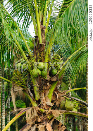 Coconut tree and blue sky 129630332