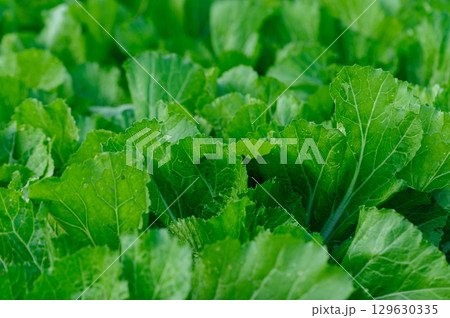 Green choy sum in growth at vegetable garden 129630335