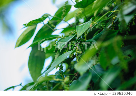 Black pepper fruits grow on tree in garden 129630346